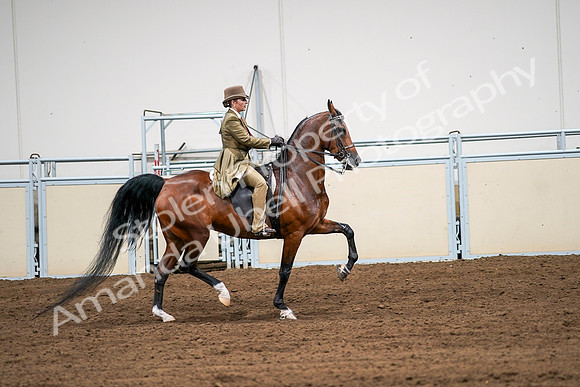2020 - AB Morgan Horse - Sat, Sept 05 - 08204