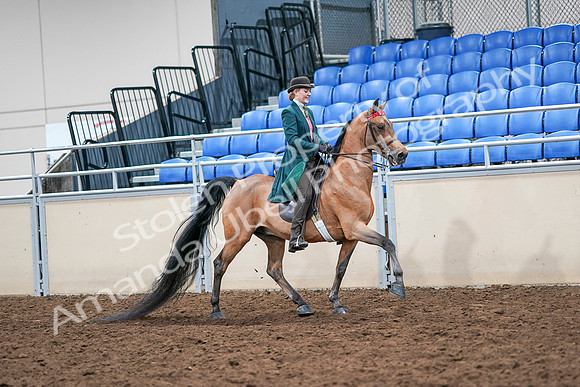 2020 - AB Morgan Horse - Sat, Sept 05 - 14029