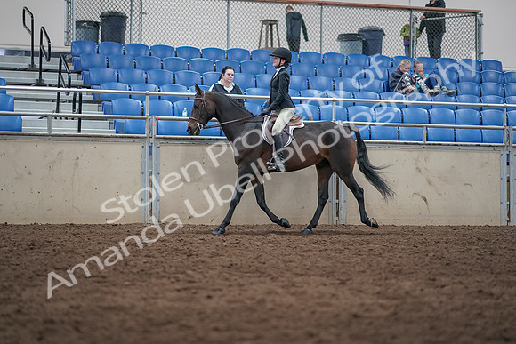 2019 Morgan Horse Show - Sept 01, 2019 - 09028