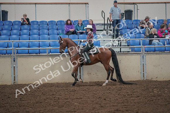 2019 Morgan Horse Show - Aug 30, 2019 - 25923