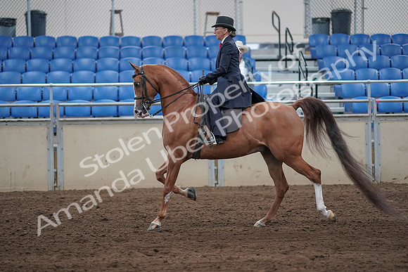 2019 Morgan Horse Show - Sept 01, 2019 - 11899
