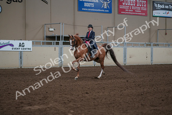 2019 Morgan Horse Show - Sept 01, 2019 - 12109