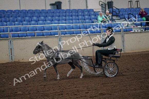 2019 Morgan Horse Show - Aug 30, 2019 - 13135