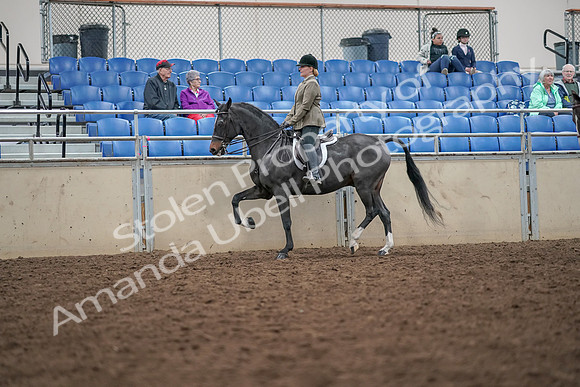 2019 Morgan Horse Show - Aug 30, 2019 - 20050