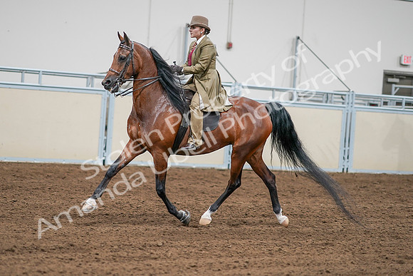 2020 - AB Morgan Horse - Sat, Sept 05 - 07994