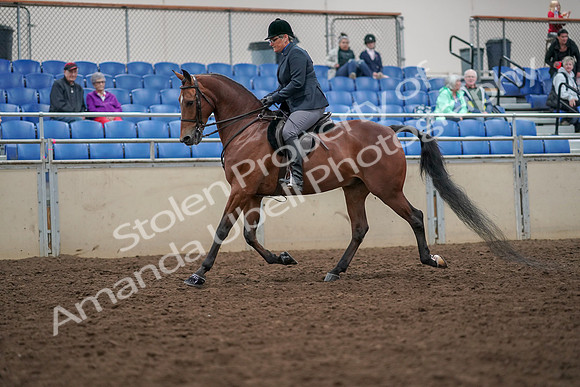 2019 Morgan Horse Show - Aug 30, 2019 - 19881