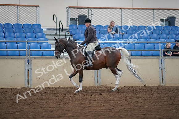 2019 Morgan Horse Show - Aug 30, 2019 - 16035
