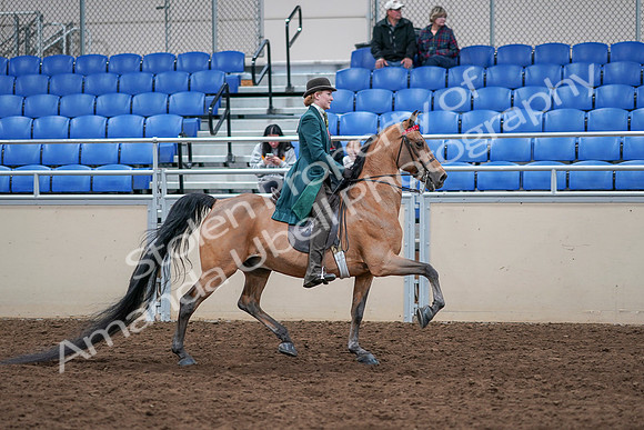 2020 - AB Morgan Horse - Sat, Sept 05 - 13891