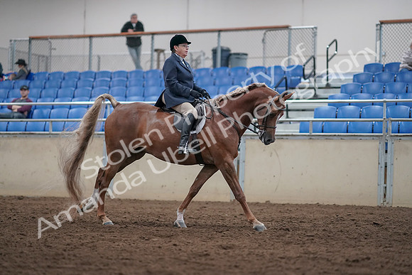 2019 Morgan Horse Show - Sept 01, 2019 - 08855