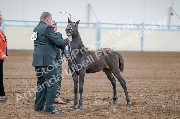 2020 - AB Morgan Horse - Fri, Sept 04 - 06208