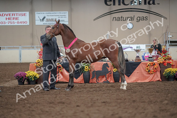 2019 Morgan Horse Show - Aug 31, 2019 - 00305