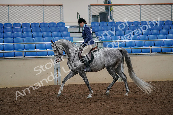 2019 Morgan Horse Show - Aug 30, 2019 - 22200