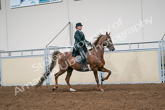 2020 - AB Morgan Horse - Fri, Sept 04 - 08099