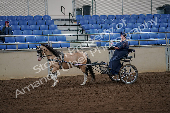 2019 Morgan Horse Show - Aug 30, 2019 - 13123
