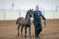 2020 - AB Morgan Horse - Fri, Sept 04 - 06195