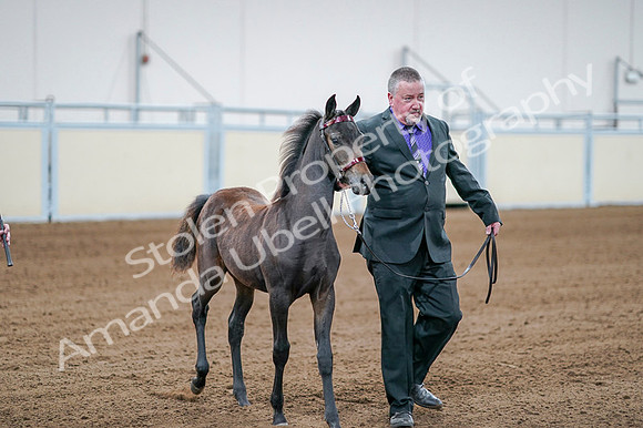 2020 - AB Morgan Horse - Fri, Sept 04 - 06195