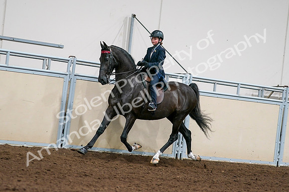 2020 - AB Morgan Horse - Fri, Sept 04 - 03218