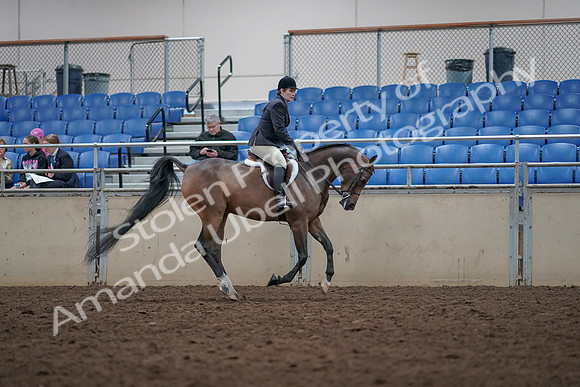 2019 Morgan Horse Show - Aug 31, 2019 - 16125