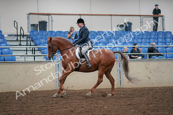 2019 Morgan Horse Show - Aug 30, 2019 - 16304