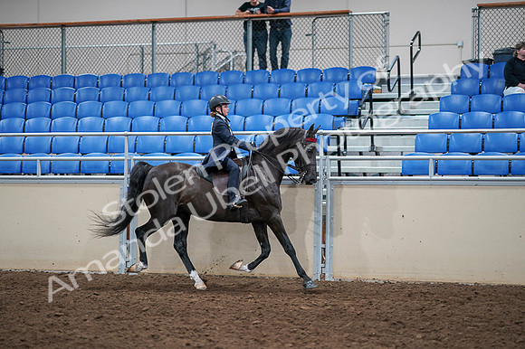 2020 - AB Morgan Horse - Fri, Sept 04 - 03142