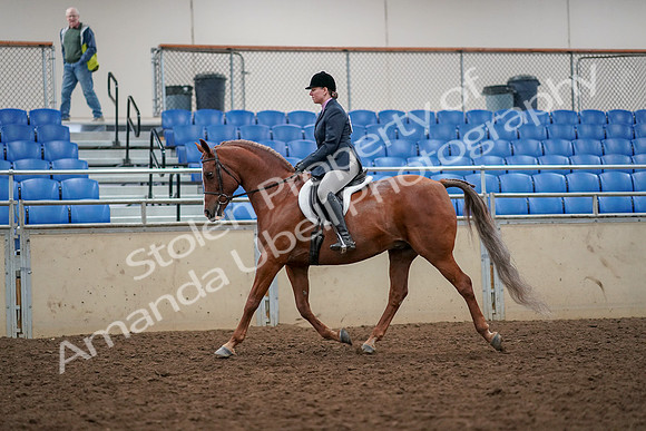 2019 Morgan Horse Show - Aug 30, 2019 - 22212