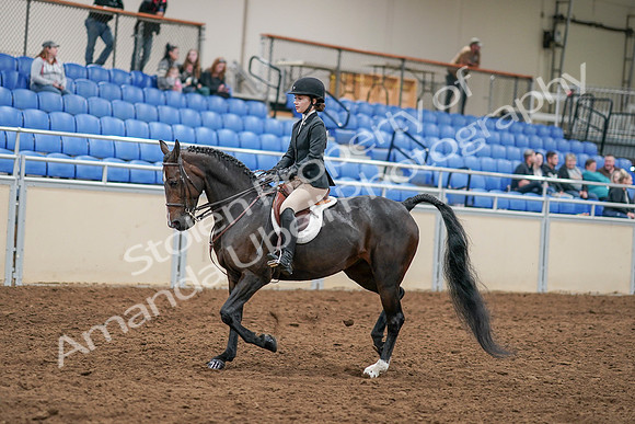 2020 - AB Morgan Horse - Sat, Sept 05 - 14273