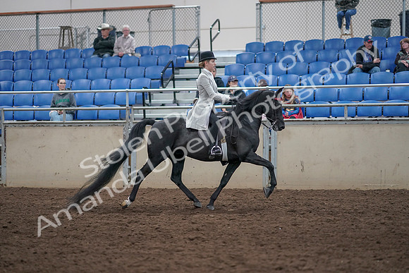 2019 Morgan Horse Show - Aug 31, 2019 - 09518