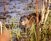 NA Wild Animals - 040