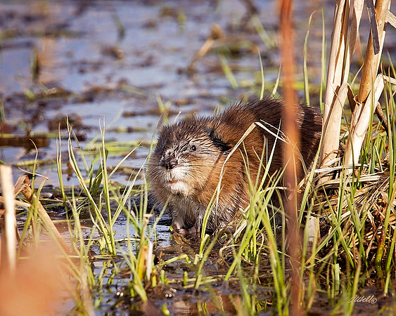 NA Wild Animals - 040