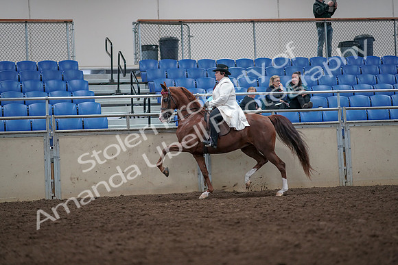 2019 Morgan Horse Show - Aug 31, 2019 - 08682