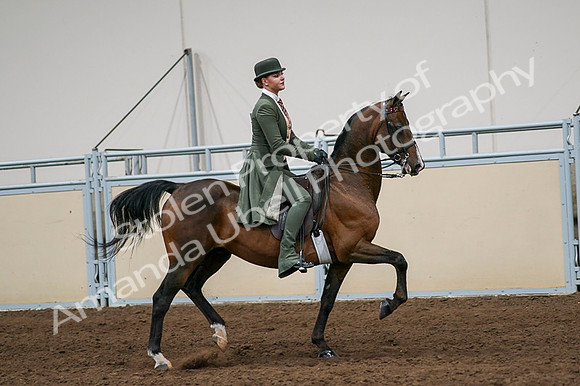 2020 - AB Morgan Horse - Fri, Sept 04 - 03365