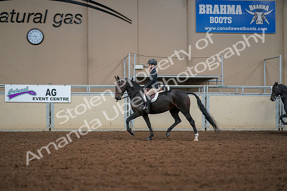 2019 Morgan Horse Show - Aug 30, 2019 - 23245