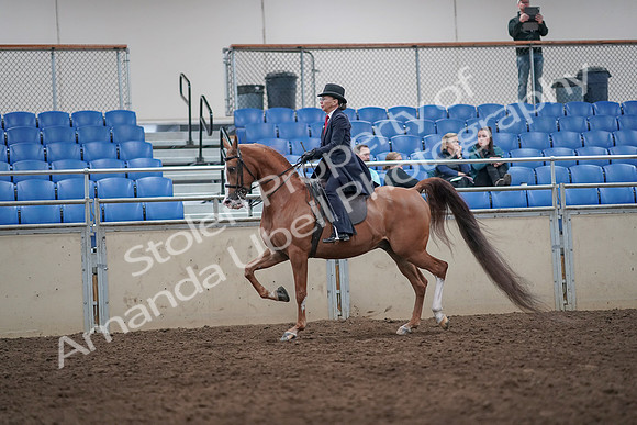 2019 Morgan Horse Show - Aug 31, 2019 - 08657