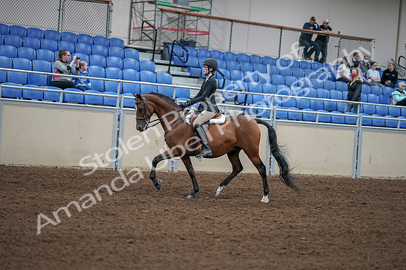 2020 - AB Morgan Horse - Fri, Sept 04 - 05866