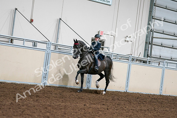 2020 - AB Morgan Horse - Fri, Sept 04 - 03197