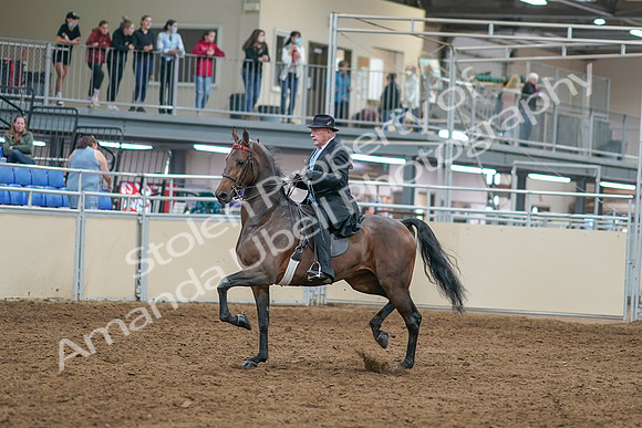 2020 - AB Morgan Horse - Sat, Sept 05 - 07897