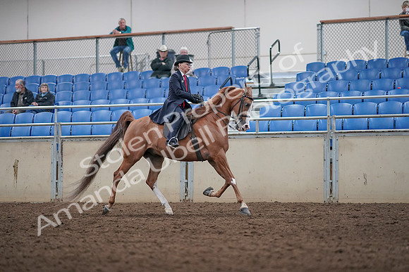 2019 Morgan Horse Show - Aug 31, 2019 - 08928