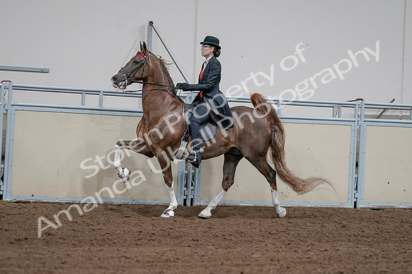 2020 - AB Morgan Horse - Fri, Sept 04 - 09603