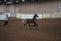 2019 Morgan Horse Show - Aug 31, 2019 - 00196