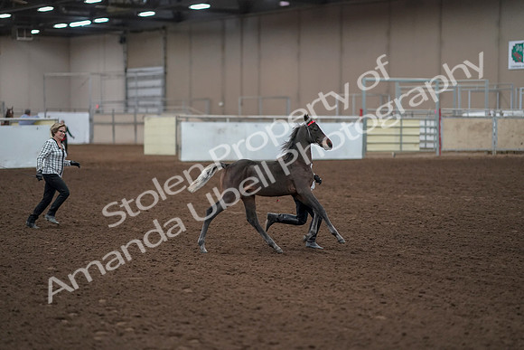 2019 Morgan Horse Show - Aug 31, 2019 - 00196