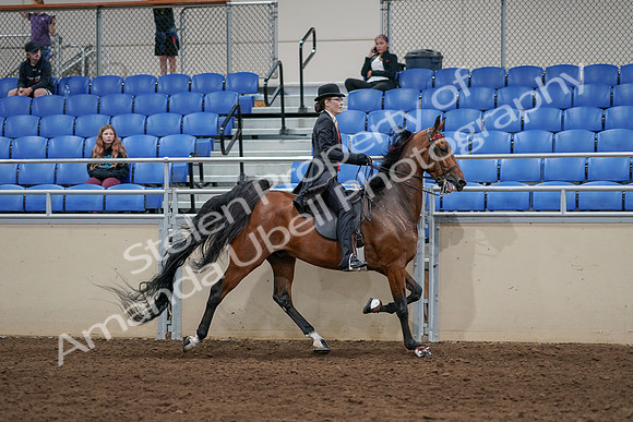 2020 - AB Morgan Horse - Sat, Sept 05 - 06769