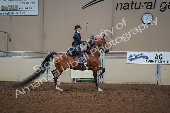 2019 Morgan Horse Show - Aug 30, 2019 - 25304