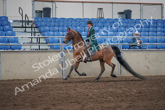 2019 Morgan Horse Show - Sept 01, 2019 - 13171