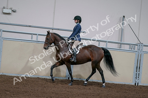 2020 - AB Morgan Horse - Fri, Sept 04 - 05918