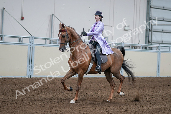 2020 - AB Morgan Horse - Fri, Sept 04 - 05015
