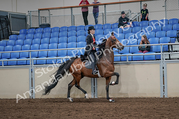 2020 - AB Morgan Horse - Sat, Sept 05 - 06803