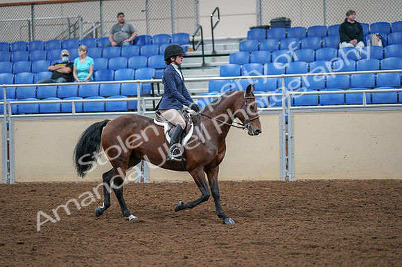 2020 - AB Morgan Horse - Fri, Sept 04 - 06083