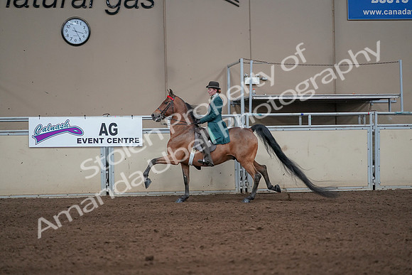 2019 Morgan Horse Show - Sept 01, 2019 - 13251