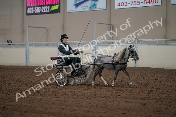 2019 Morgan Horse Show - Aug 30, 2019 - 13409