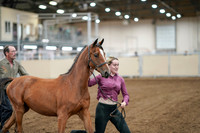 2020 - AB Morgan Horse - Fri, Sept 04 - 07597